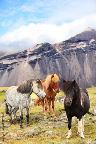 Icelandic Horses on Iceland nature landscape © Maridav