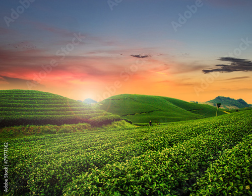 Tea hills in sunset, Son La province in Vietnam photo