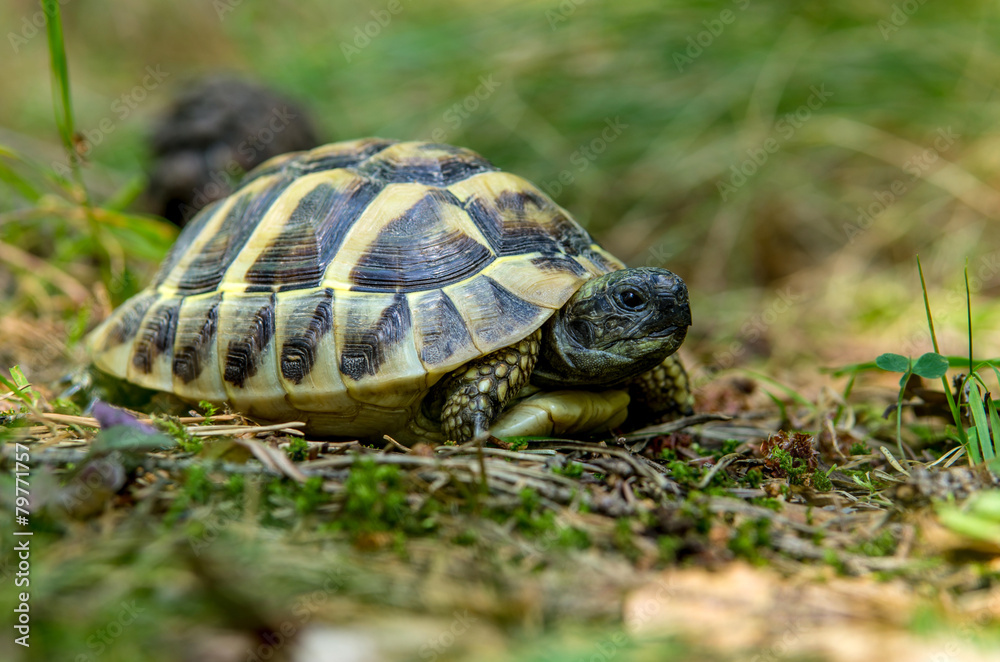young turtles from the wild nature young turtles from the wild nature