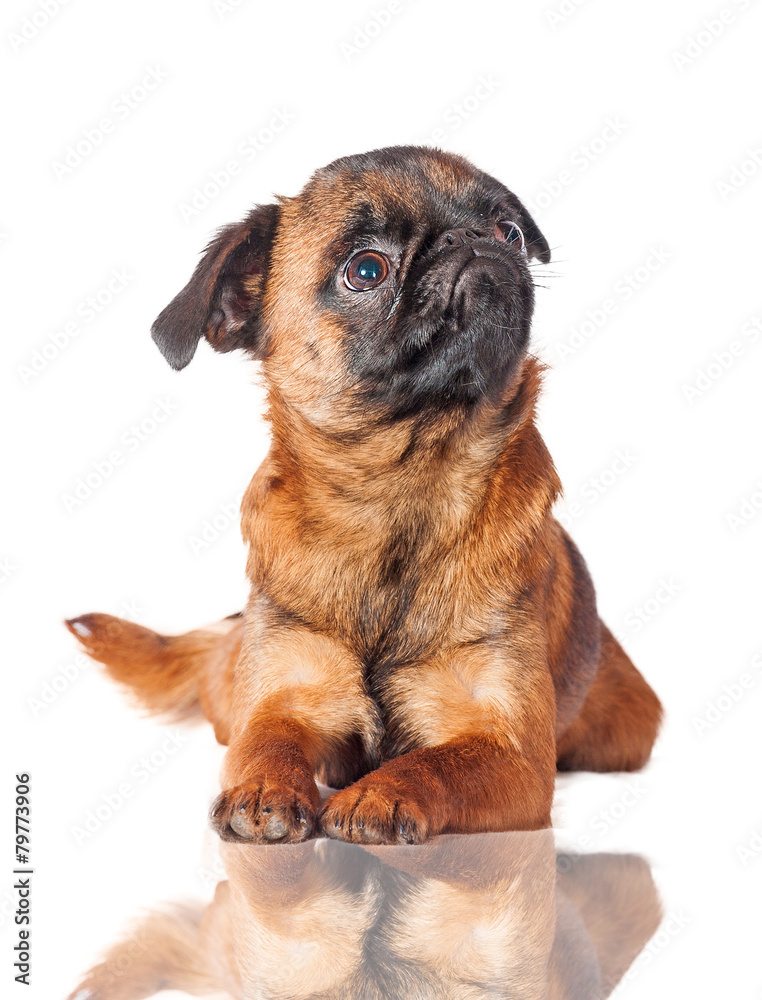 Obraz premium Belgian griffon dog looking up