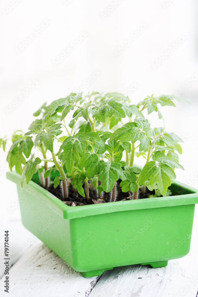 seedlings in container
