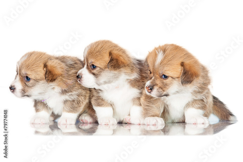 Group of pembroke welsh corgi puppies looking on the right