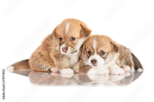 Two pembroke welsh corgi puppies