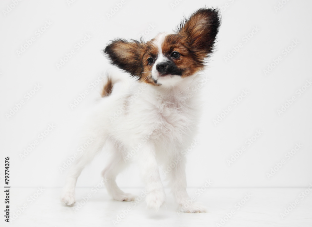 dog breed papillon standing