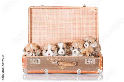 Pembroke welsh corgi puppies sitting in a suitcase