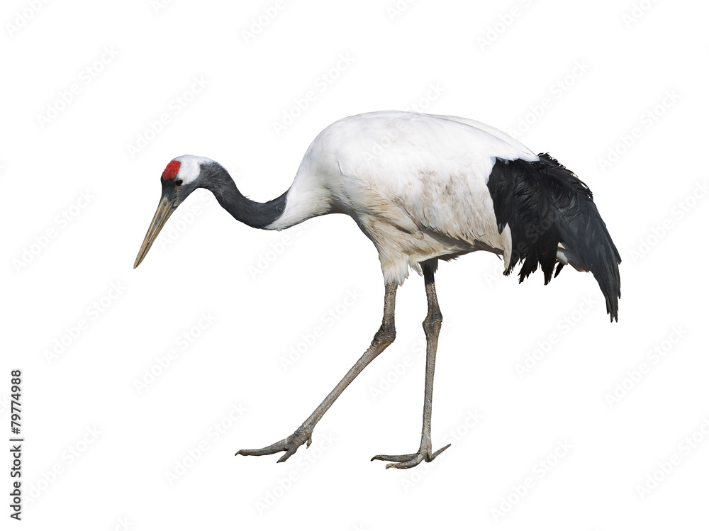 Fototapeta premium The Japanese crane on white background isolated