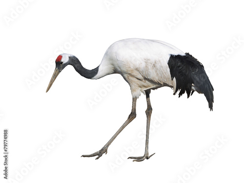 The Japanese crane on white background isolated