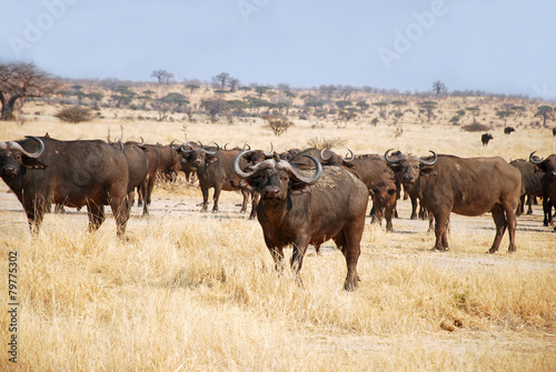 The African Buffalo - Tanzania - Africa © francovolpato