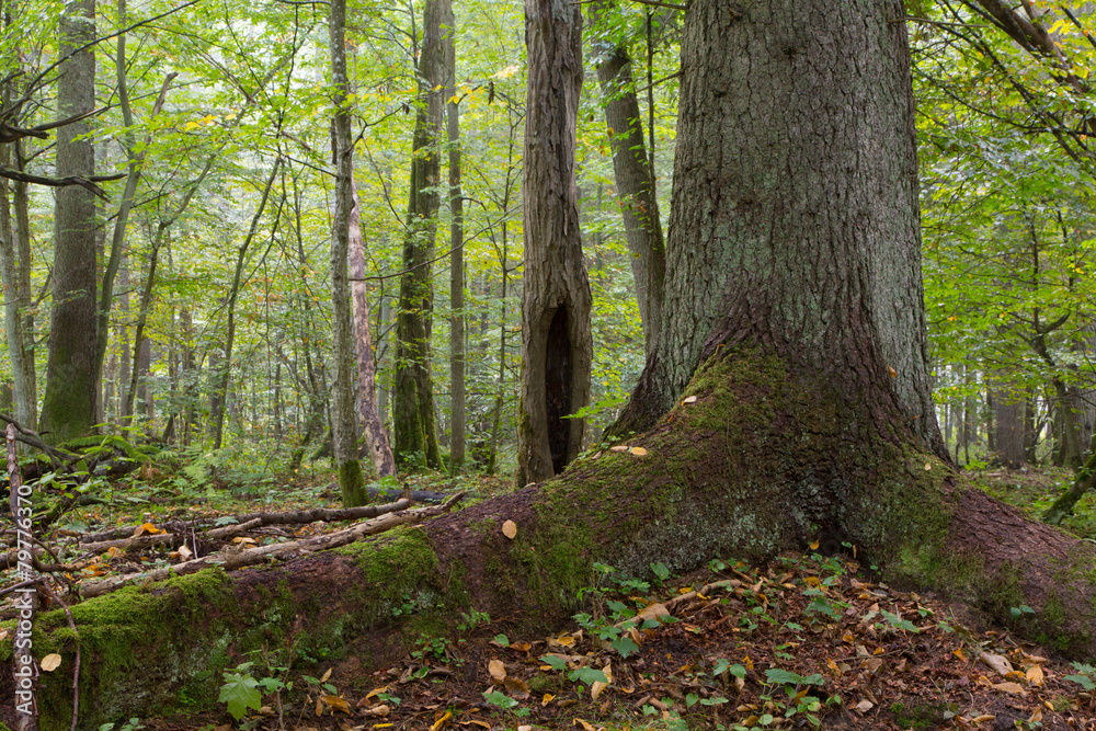 Monumental old spruce