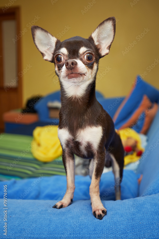 Chihuahua