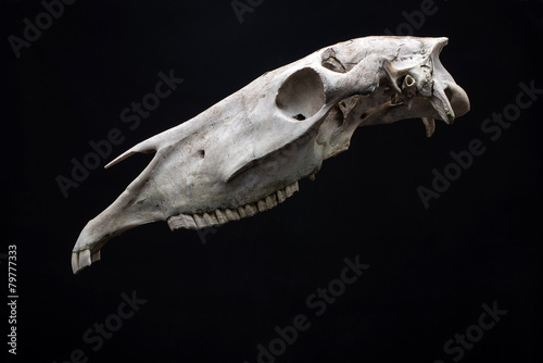 Horse skull isolated on black background.