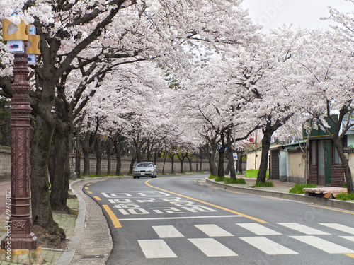 street with sakura trees