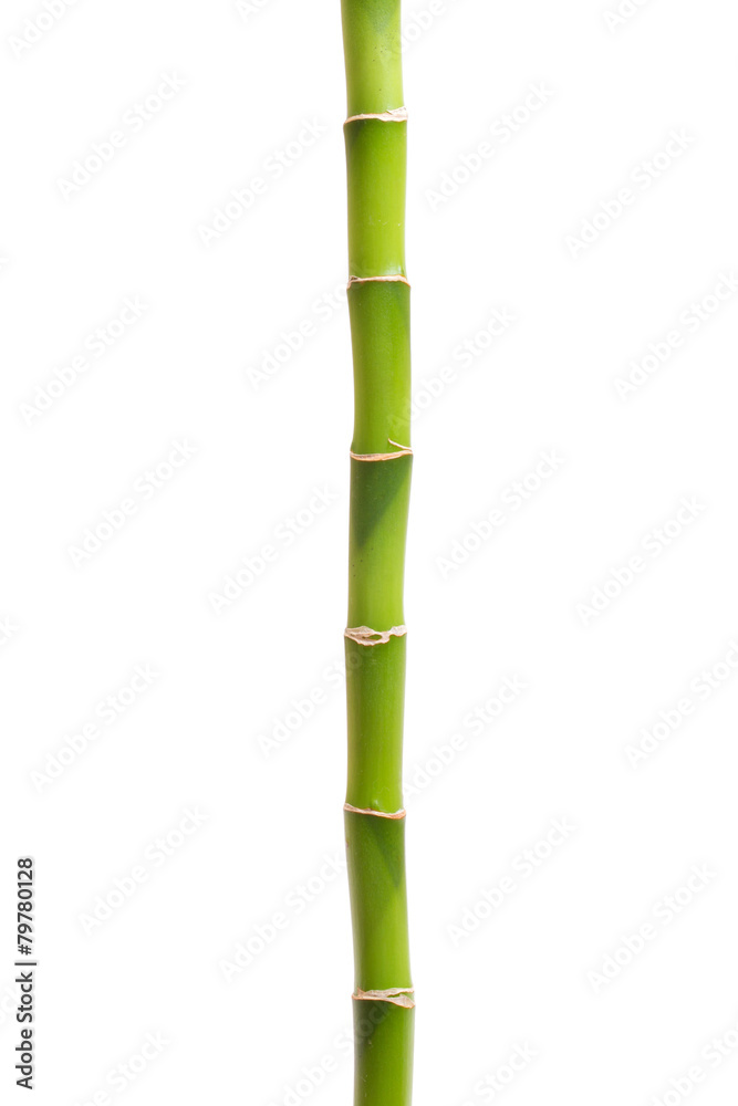 Naklejka premium Bamboo isolated on white