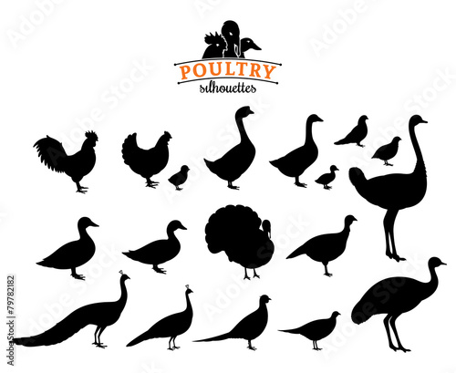 Poultry Silhouettes Isolated on White