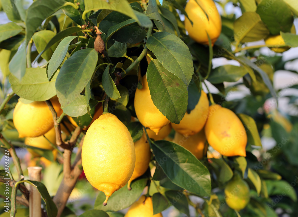 ripe lemons in the tree of the Orchard of the Mediterranean Euro