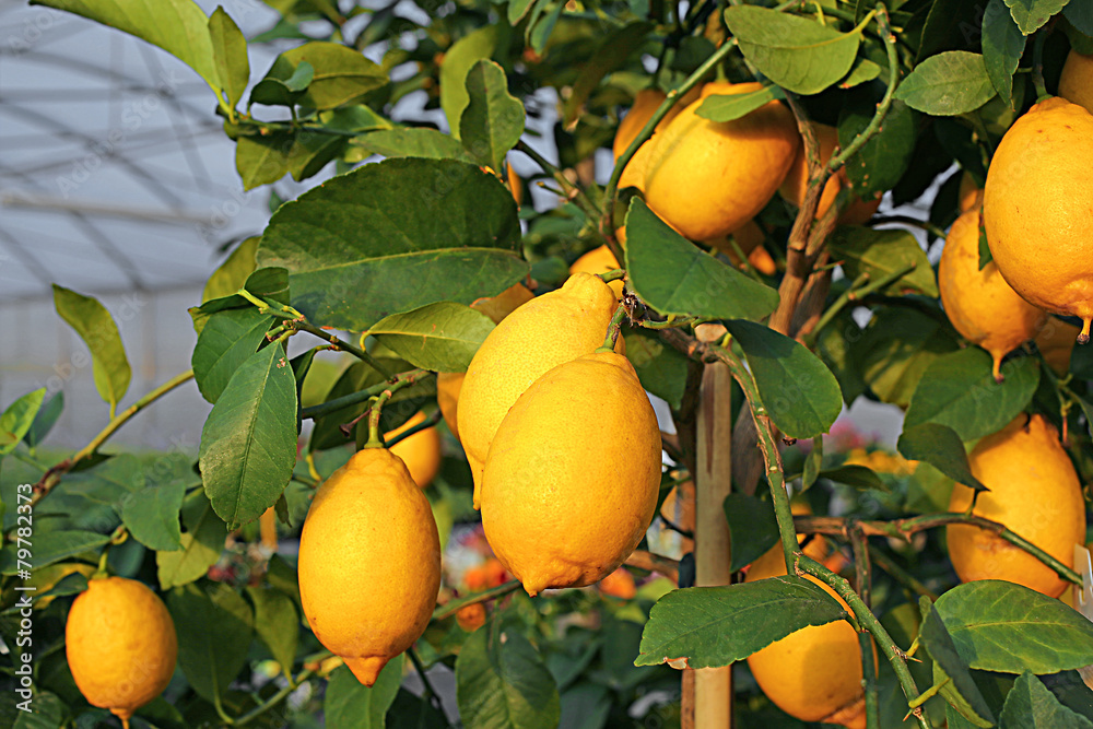 Yellow lemons in the tree of the Orchard of the Mediterranean co