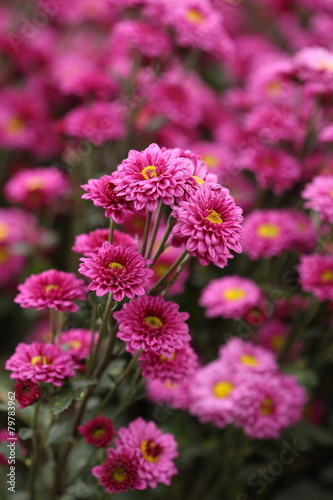 beautiful Chrysanthemum flower blooming