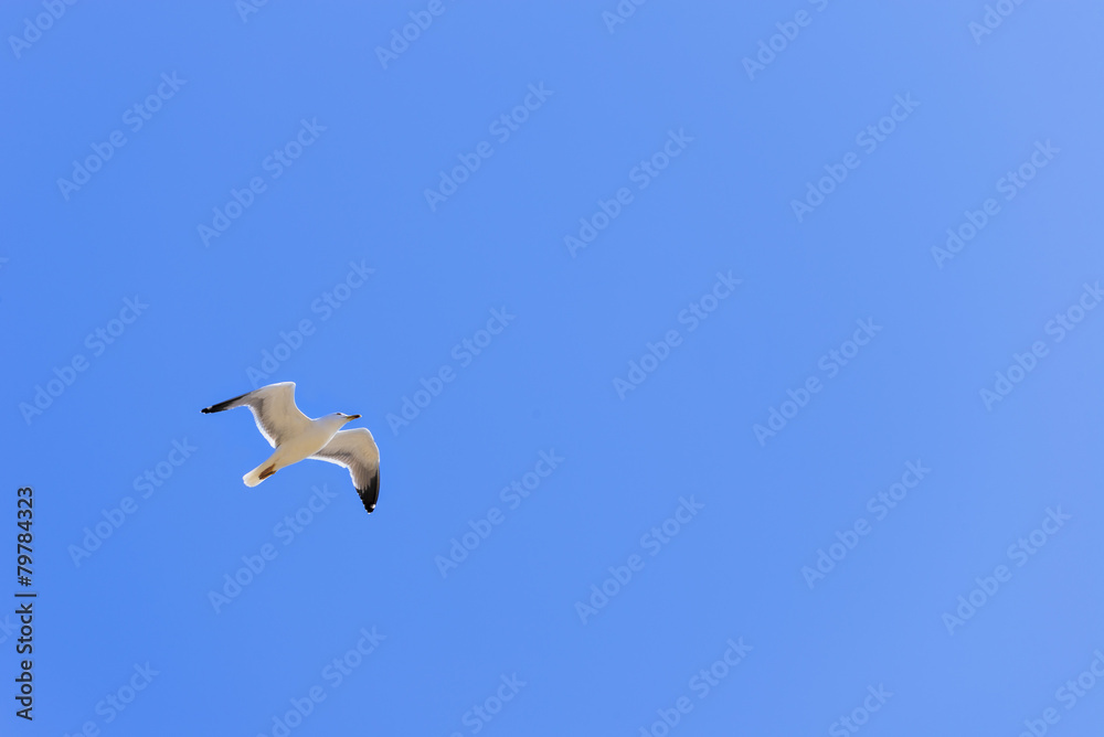 Seagull in flight Seagull in flight