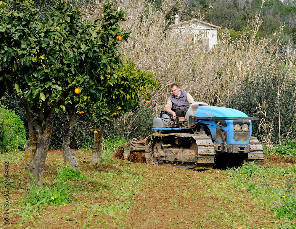 Fototapeta premium works from the vegetable garden
