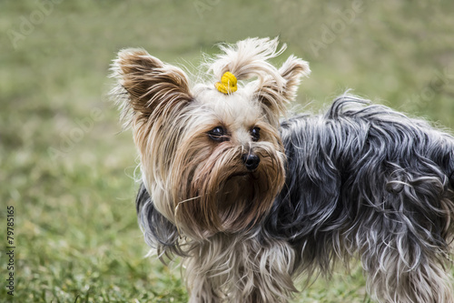 Yorkshire Terrier © mikitiger
