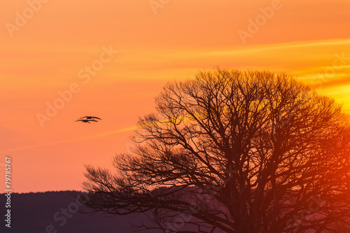 Pair with Cranes flying in early morning light