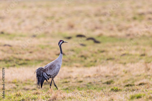 Crane walking on a field