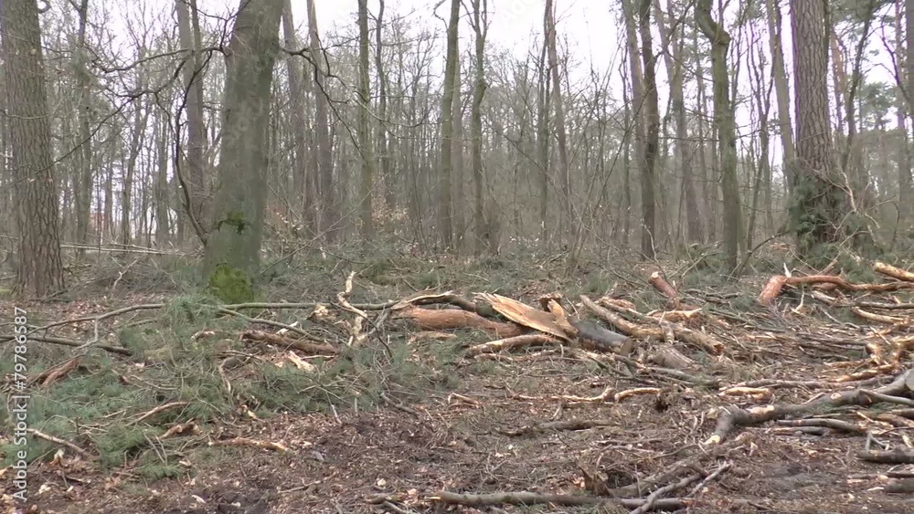 Baumfällarbeiten im Wald