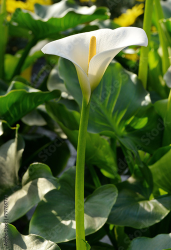 Blooming calla lily white flower grown outdoors