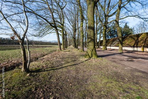 Rows of bare trees beside a field in wintertime photo