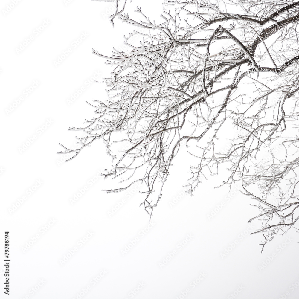 Fototapeta premium Tree branches with snow in winter