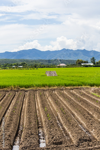 rice field with mountain in Thailand  Asia