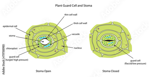 Plant guard cells with stoma fully labeled.