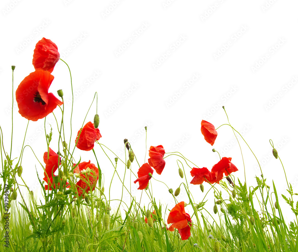 Obraz premium red poppy