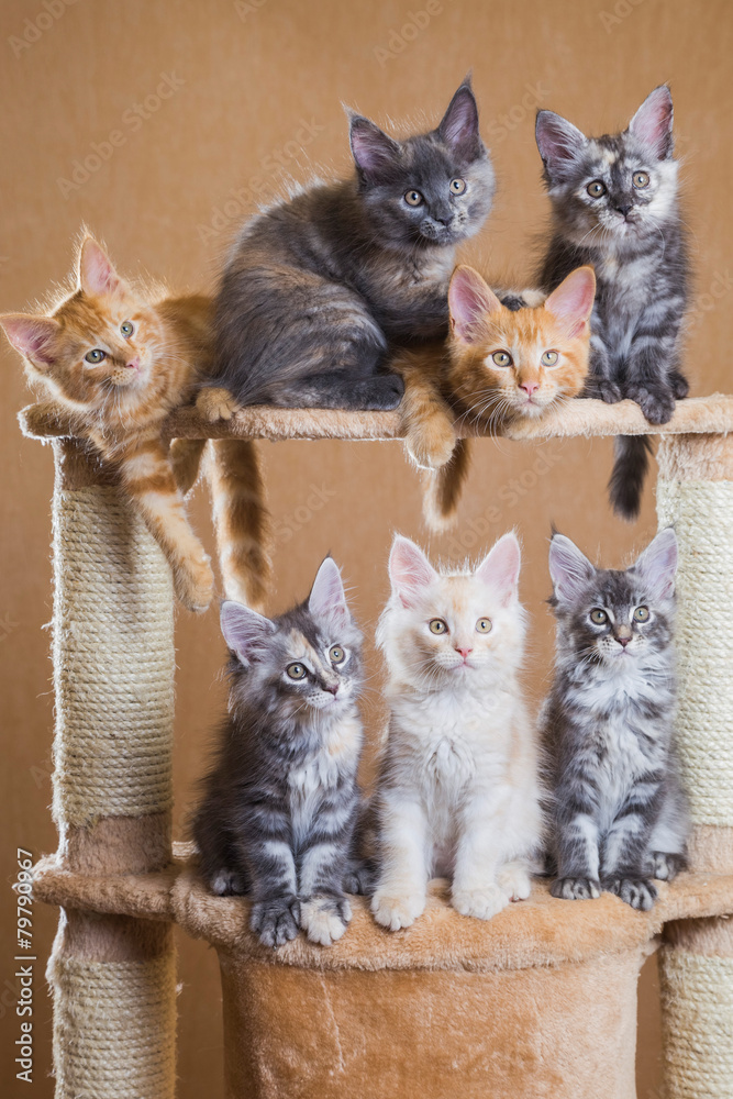 Fototapeta premium maine coon kittens