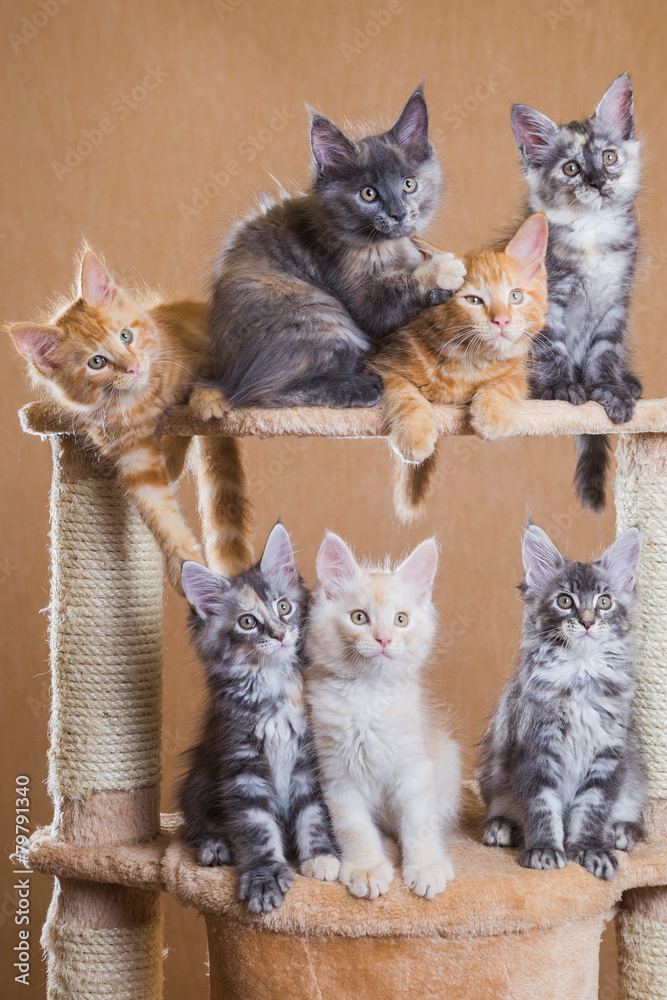 Fototapeta premium maine coon kittens