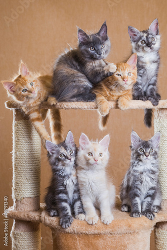 maine coon kittens