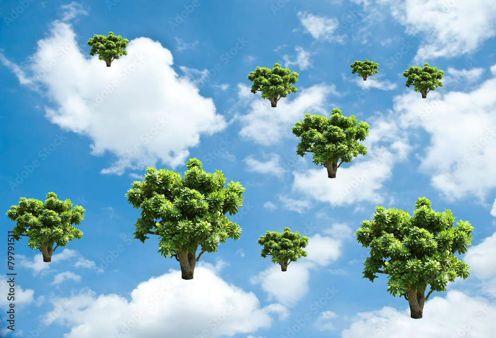 tree growth on sky.Ecology concept tree growth on sky.Ecology concept