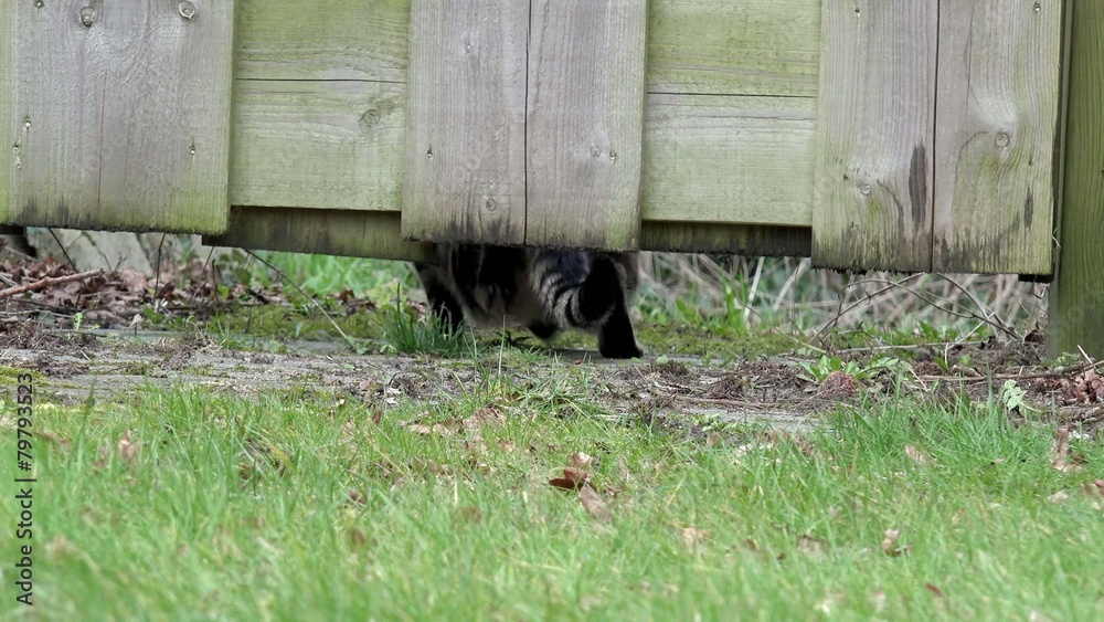 Katze kriecht unter Zaun durch und kommt zurück