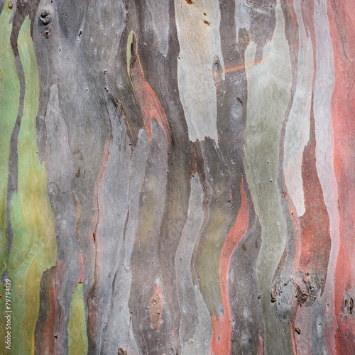 Fototapeta Naklejka Na Ścianę i Meble -  Eucalyptus tree bark texture