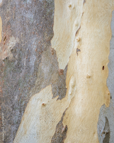 Eucalyptus tree bark texture