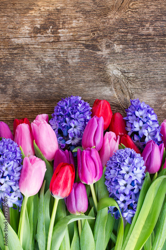 Fototapeta Naklejka Na Ścianę i Meble -  blue hyacinth and  tulips