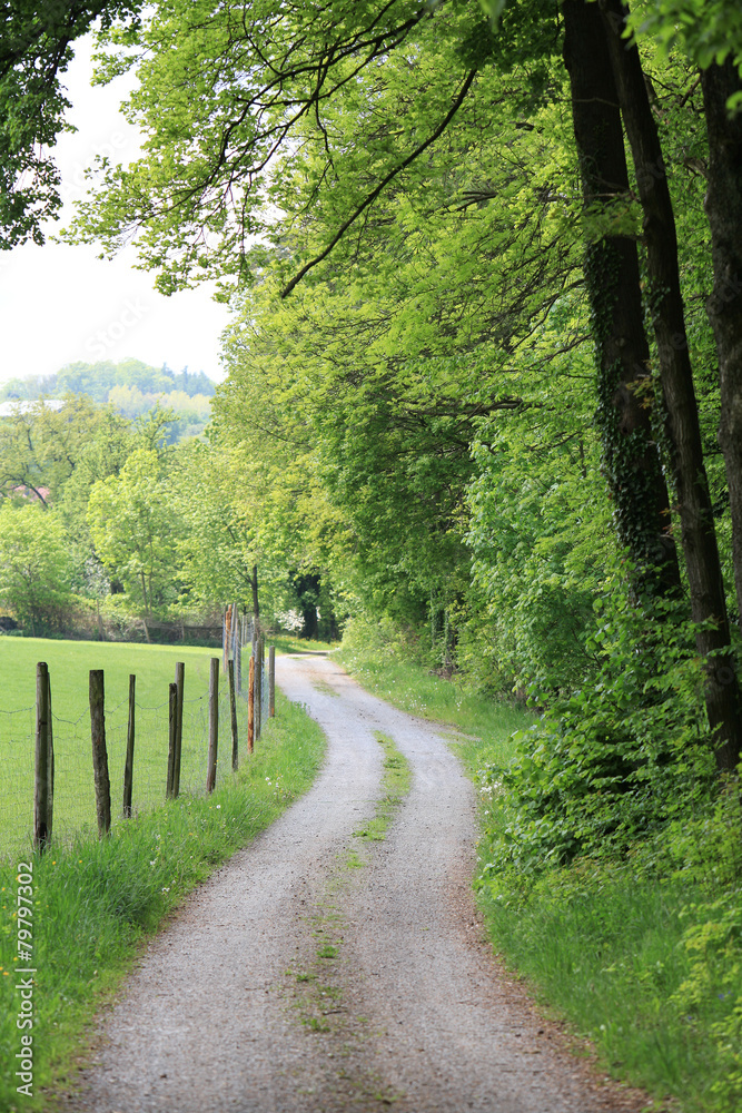 Kurviger Feldweg zwischen Wald und umzäuntem Feld Kurviger Feldweg zwischen Wald und umzäuntem Feld