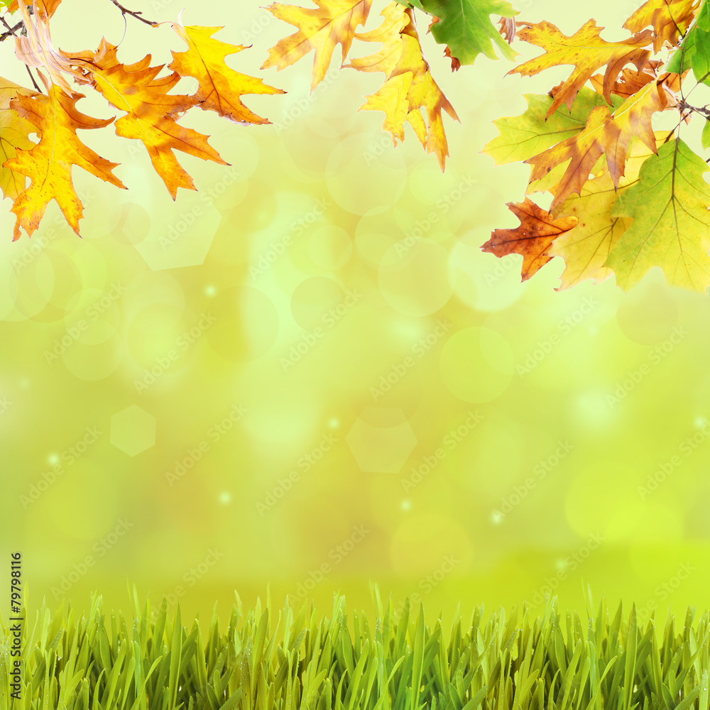 Beautiful autumn background with leaves and grass