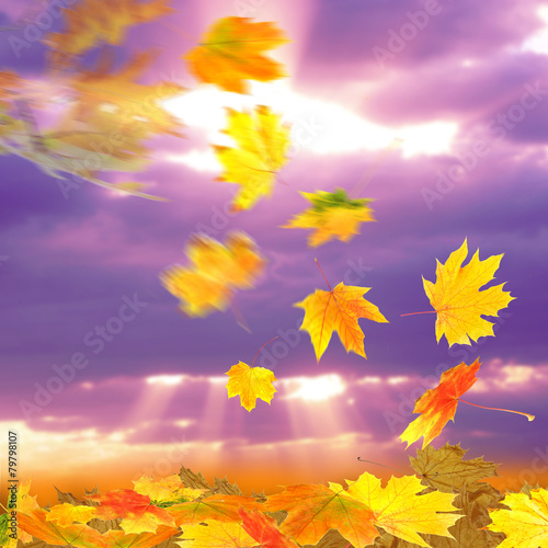 Fototapeta Naklejka Na Ścianę i Meble -  Collage of autumn leaves on sky background