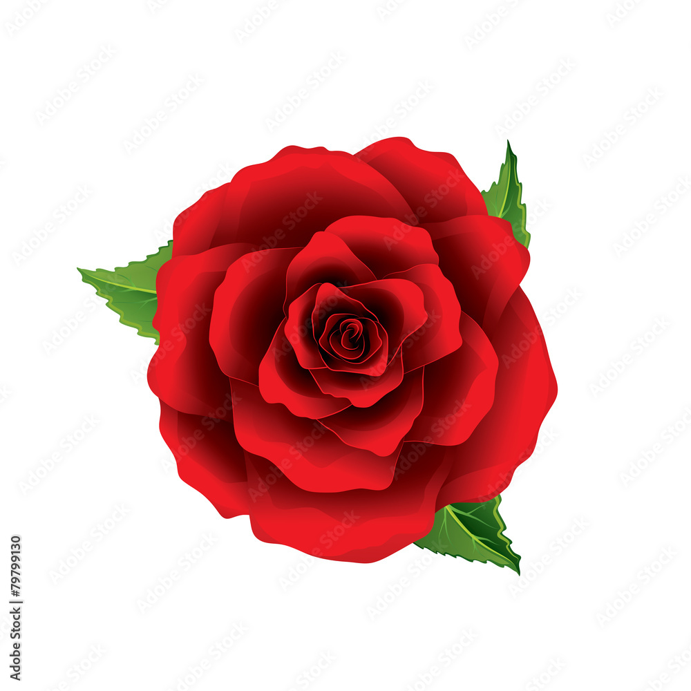 Red rose flower top view isolated on vector Vector | Adobe