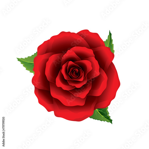 Red rose flower top view isolated on white vector