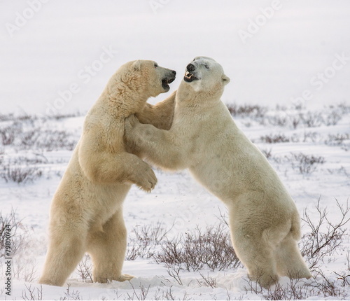 Two white bear hug. An excellent illustration.