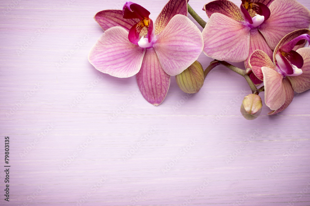 Fototapeta premium Pink orchid flower.