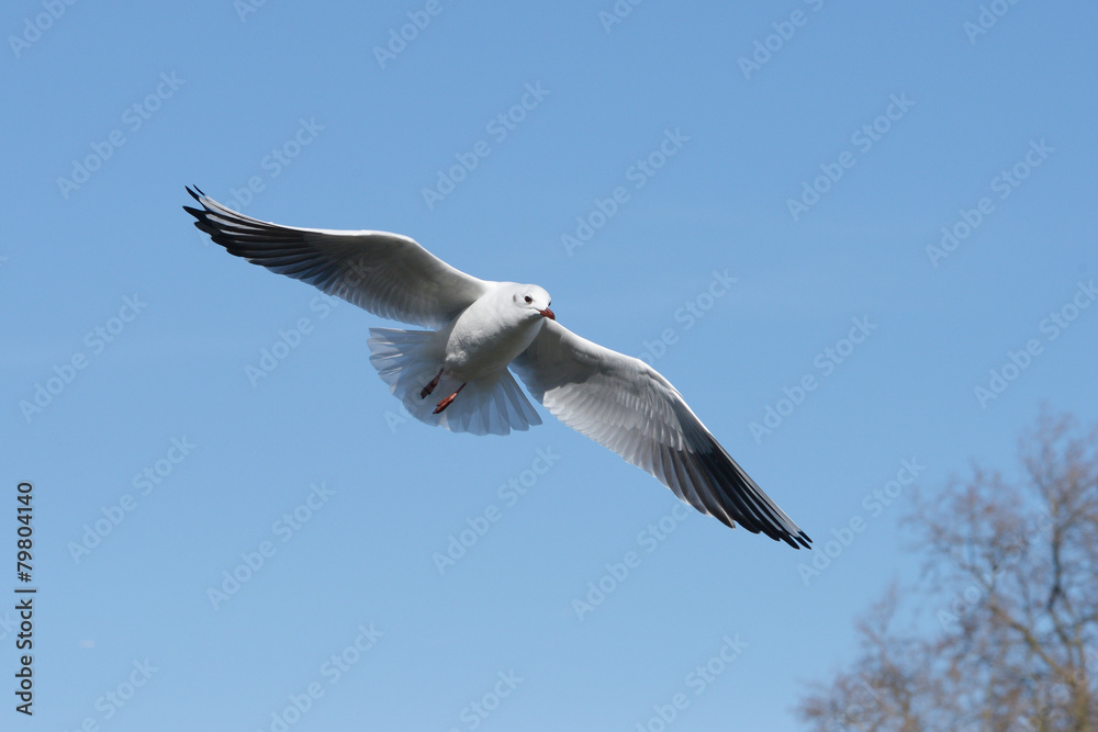 Black-headed Gull, Chroicocephalus ridibundus Black-headed Gull, Chroicocephalus ridibundus