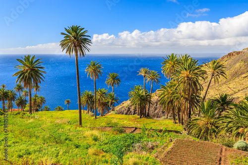 Palm trees in tropical landscape of La Gomera island, Spain photo